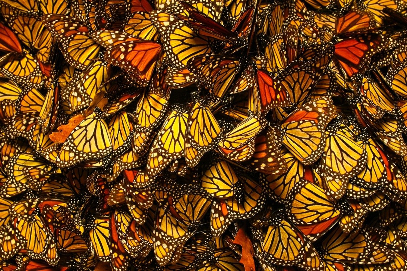 Planificación estratégica territorial del ANP Paisaje Natural de la Mariposa Monarca